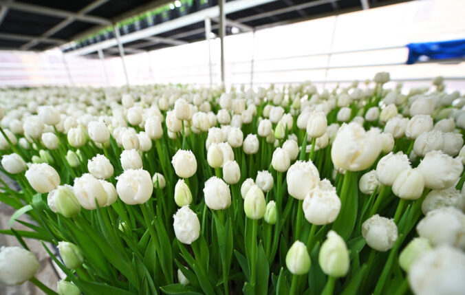 Návštevníci si môžu na tulipánovej farme v Hillegome vychutnať pohľad na tisíce rozkvitnutých kvetov