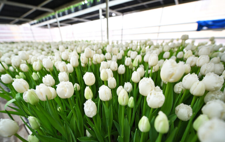 Návštevníci si môžu na tulipánovej farme v Hillegome vychutnať pohľad na tisíce rozkvitnutých kvetov