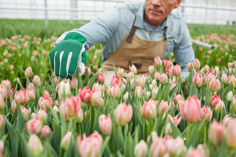 Návštevníci si môžu na tulipánovej farme v Hillegome vychutnať pohľad na tisíce rozkvitnutých kvetov