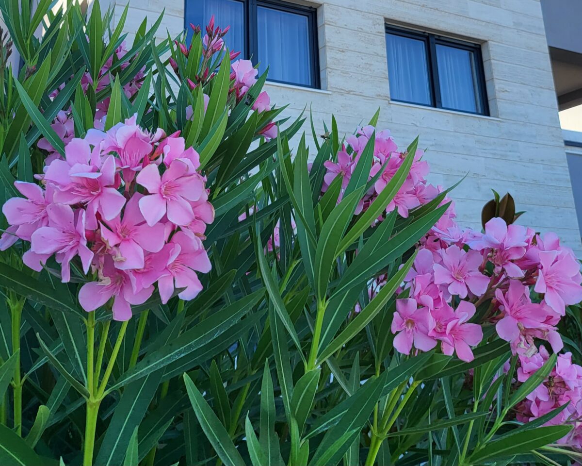 Oleander