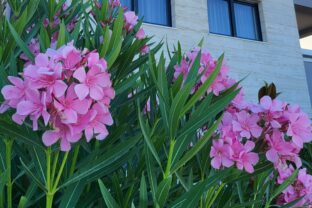 Oleander