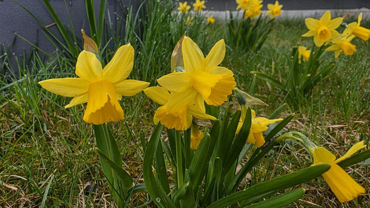 narcisy