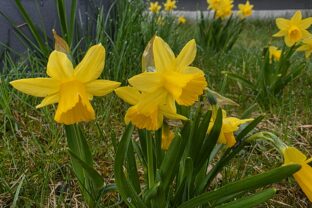 narcisy