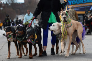33rd Annual Purina Pet Parade