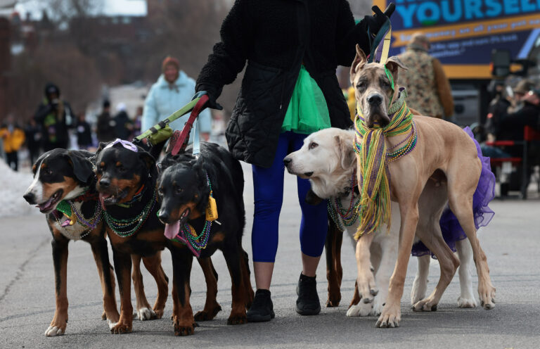 33rd Annual Purina Pet Parade