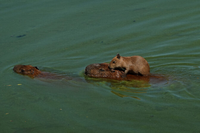 APTOPIX Brazil Capybaras