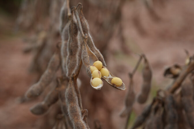 Brazil Soybeans