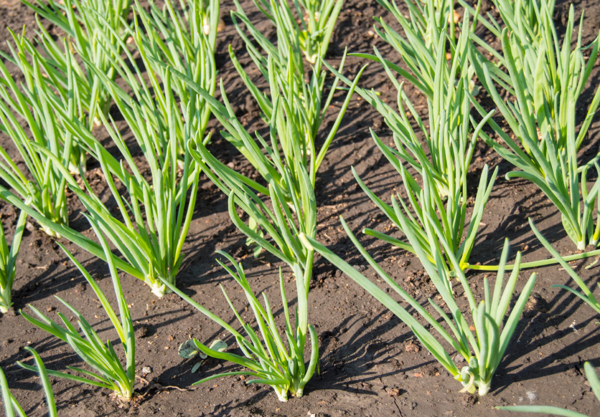 sadenice cibule