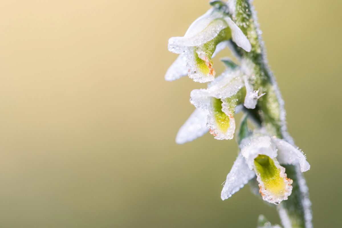 Orchidea spiranthes