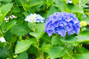 Hortenzia