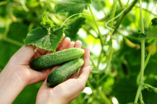 uhorky