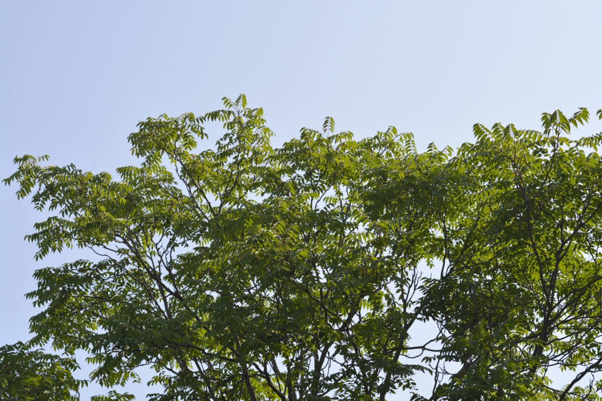 Ailanthus altissima