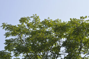 Ailanthus altissima