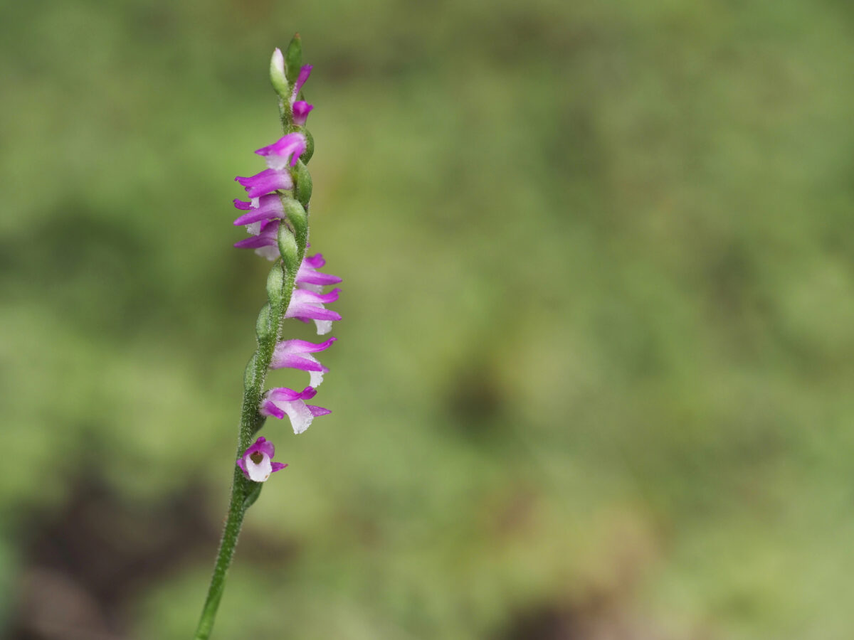 Orchidea spiranthes