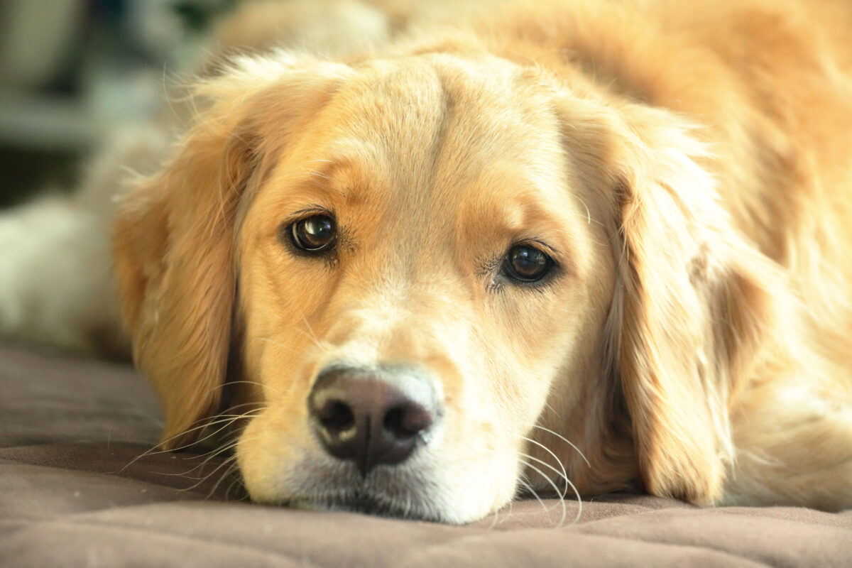 Zlatý retriever