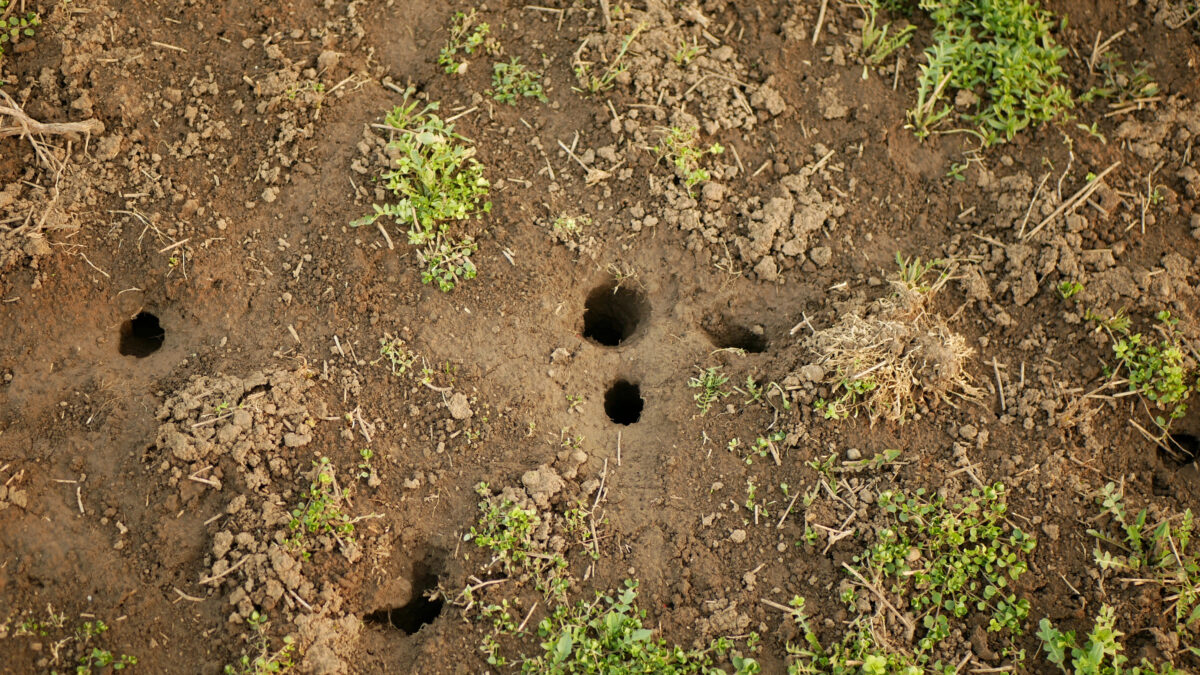 Microtus arvalis