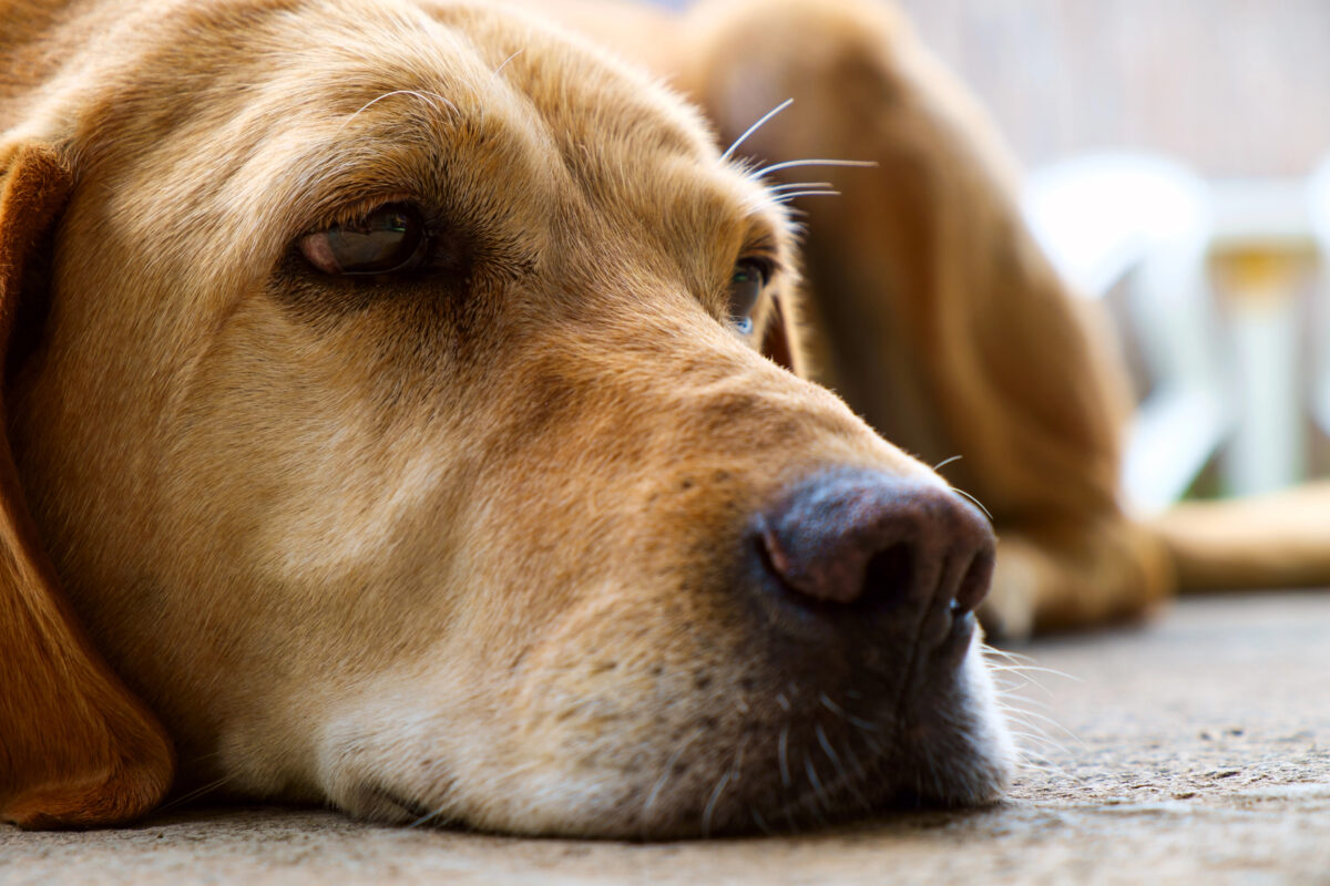 Labrador retriever