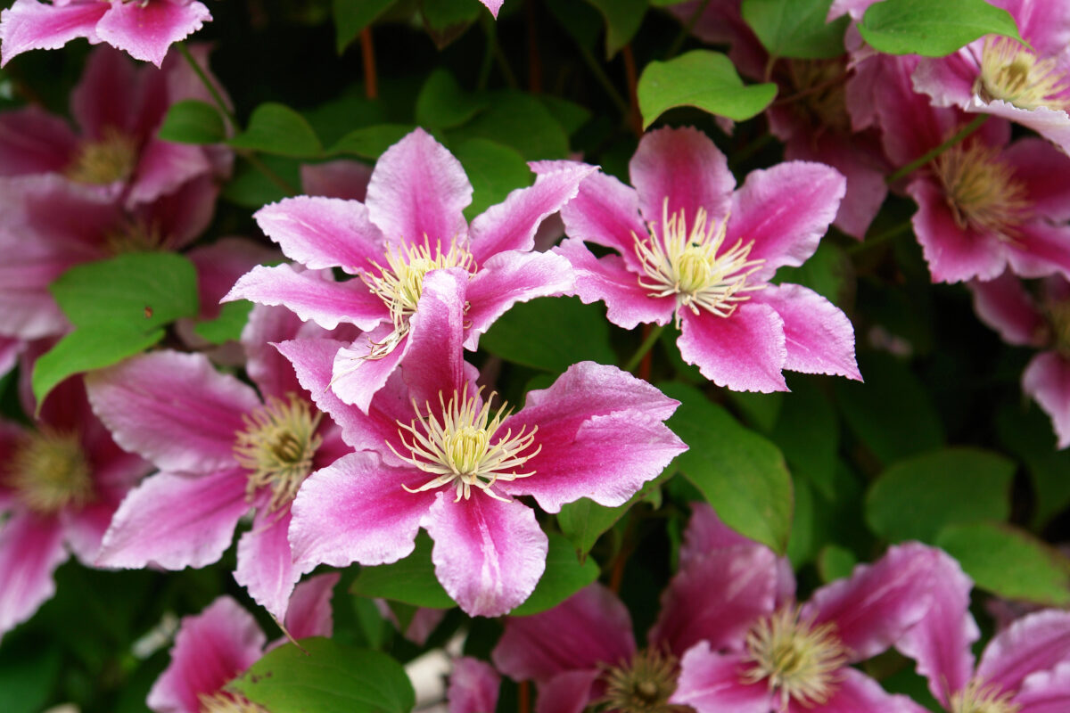 Klematis