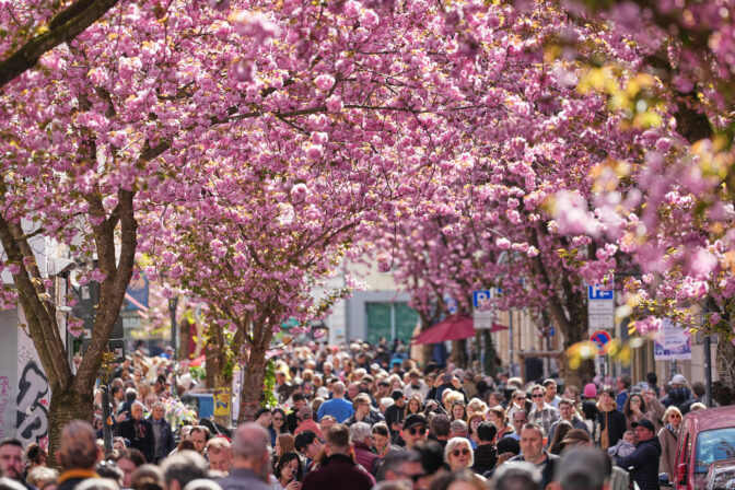 Germany Cherry Blossoms