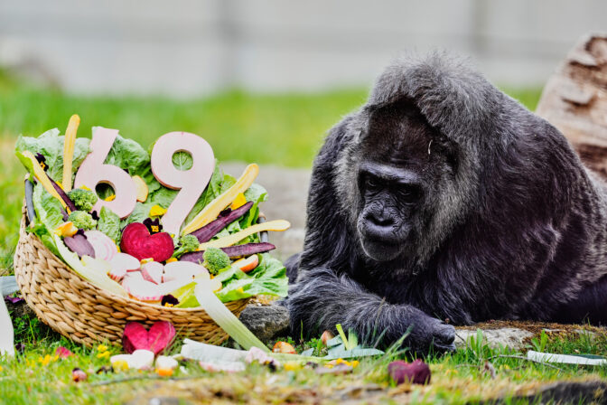 Germany Oldest Gorilla