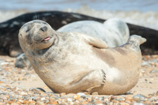 Tuleň, seal