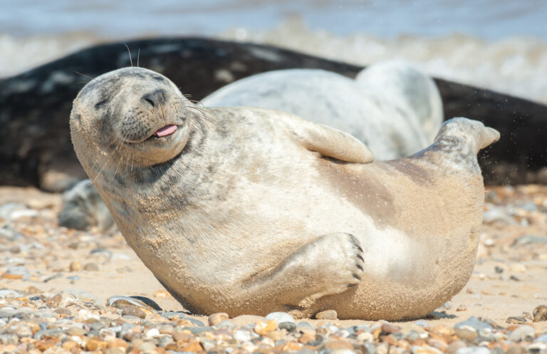 Tuleň, seal