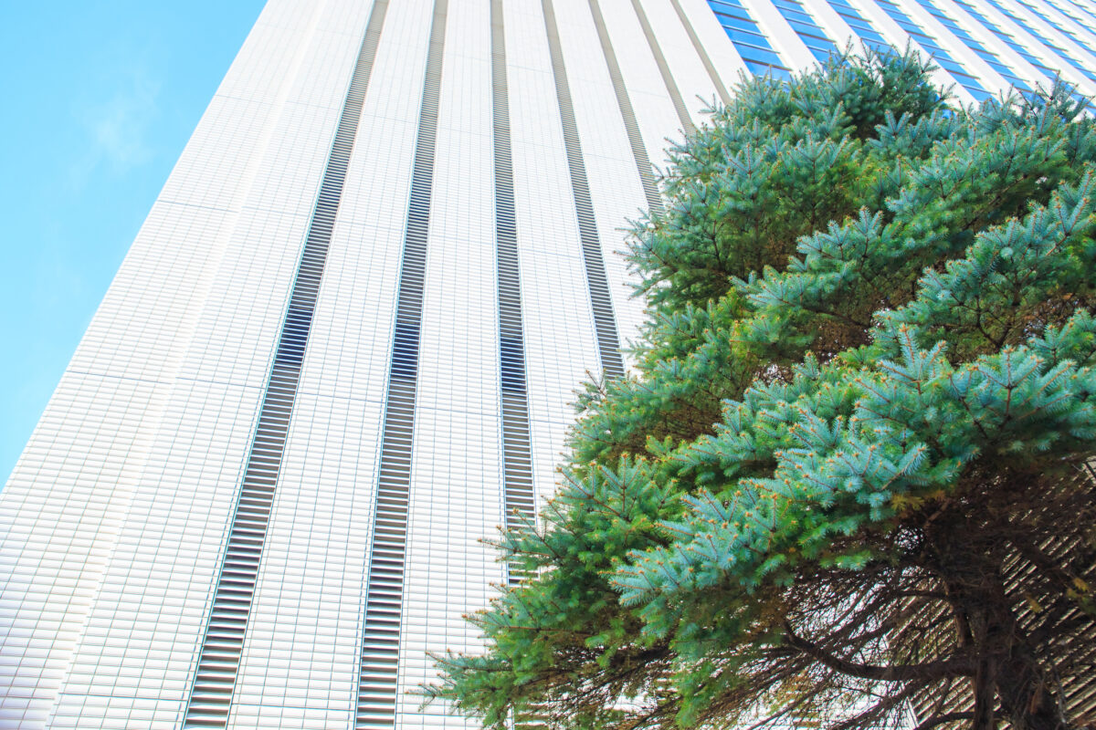 Balsam firs Douglas firs tree or Christmas tree in front of building with blue glass windows and blue sky background.