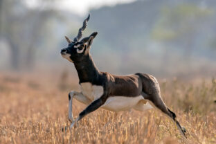 Jumping closeup of a Male Blackbuck, Captured in Odisha. India.