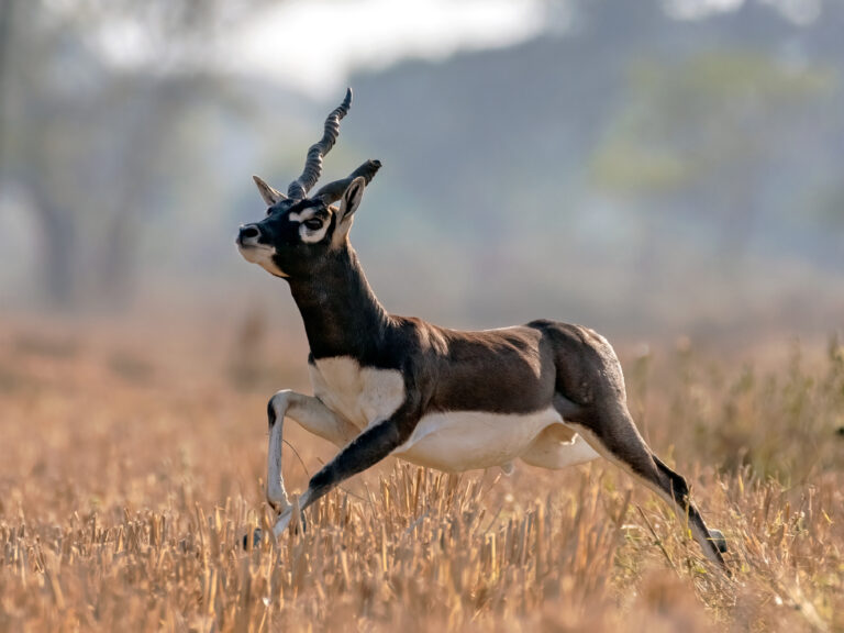 Jumping closeup of a Male Blackbuck, Captured in Odisha. India.