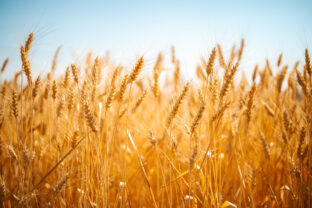 Golden wheat ears