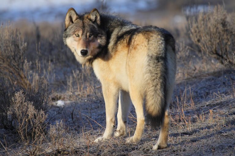 A image of a gray wolf in Yellowstone
