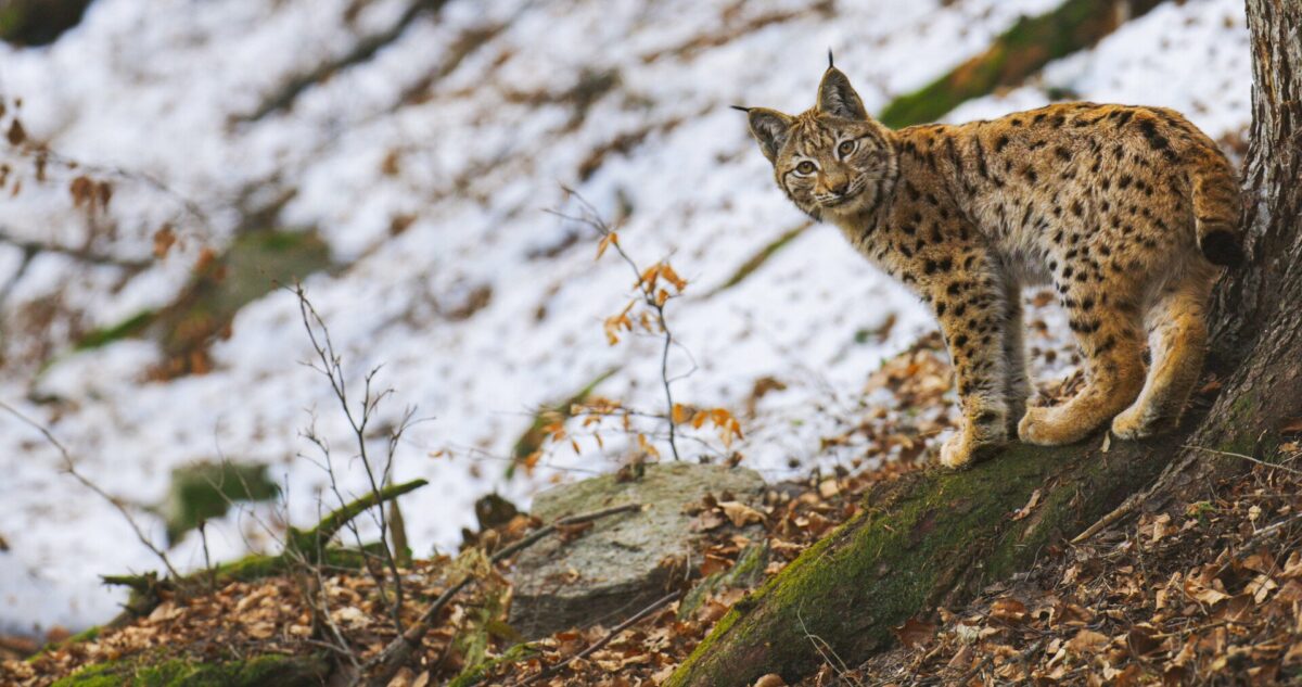 Photo 3 lynx_adam_bastek.jpg