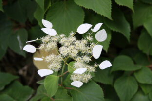 Schizophragm Hydrangeoides