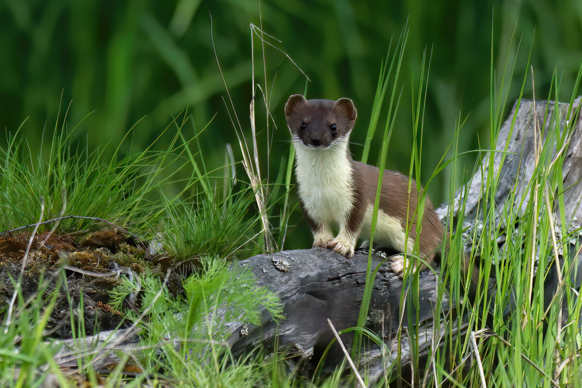 Mustela erminea