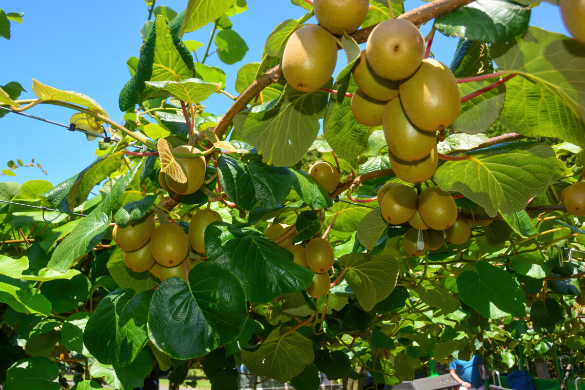 Actinidia chinensis