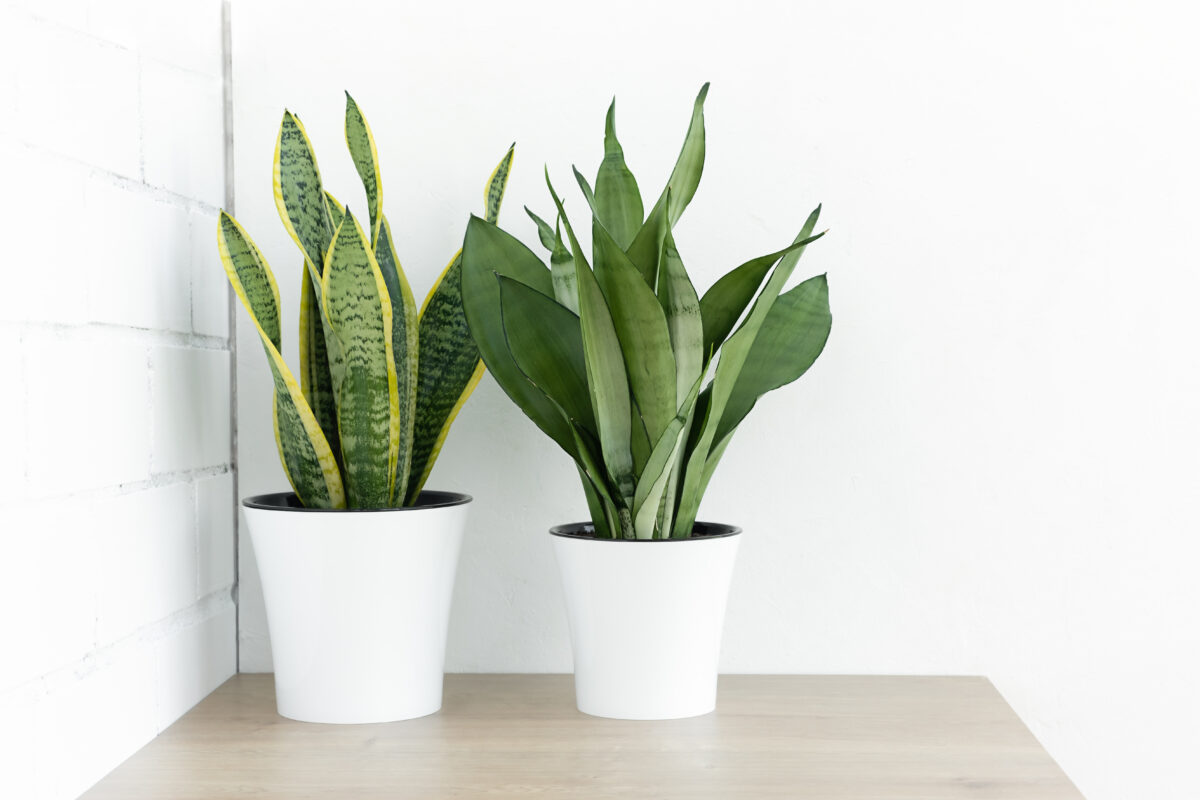 sansevieria