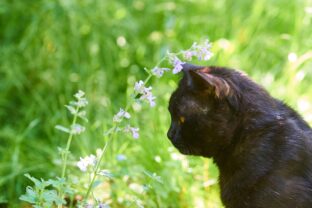 Nepeta cataria