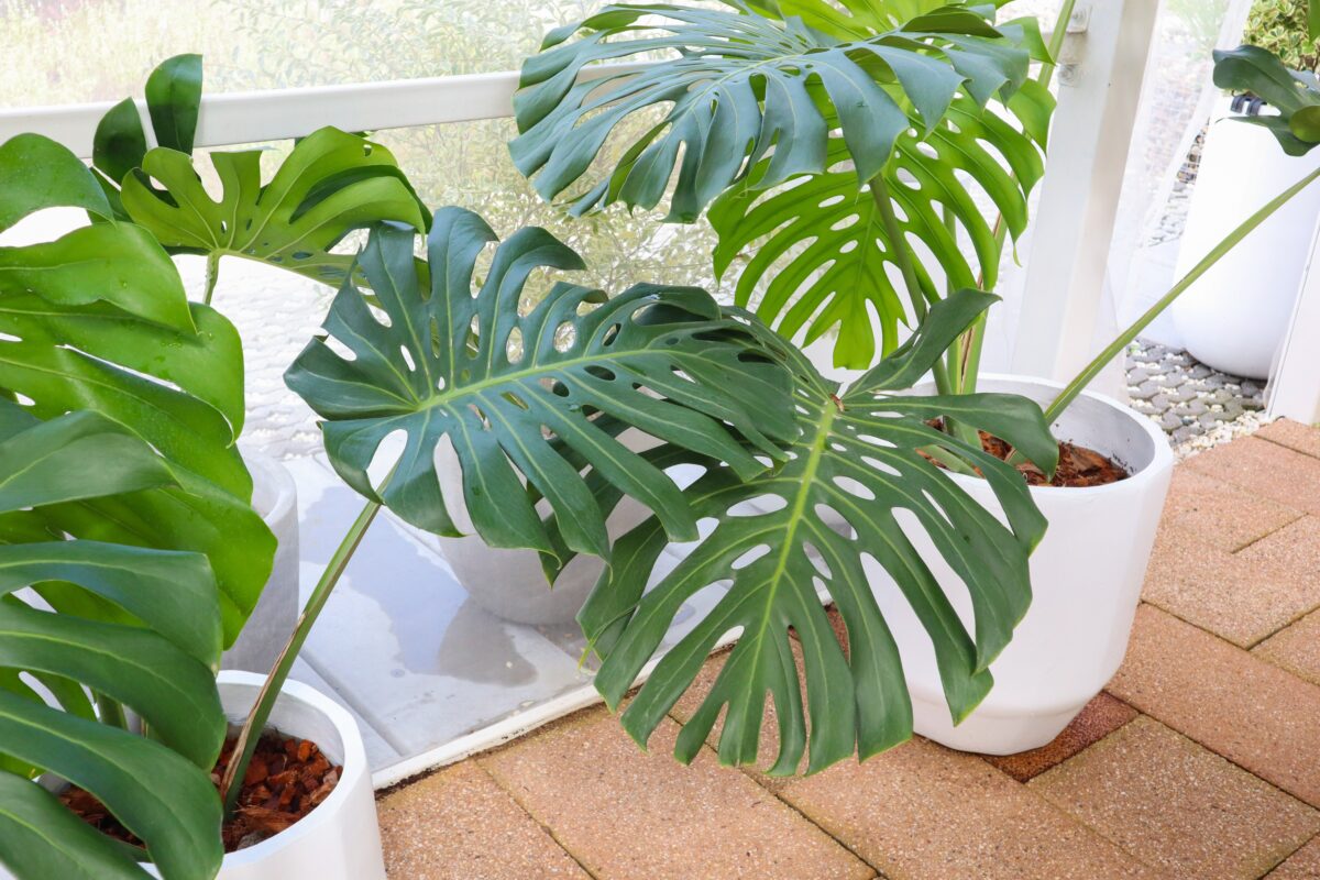 Monstera