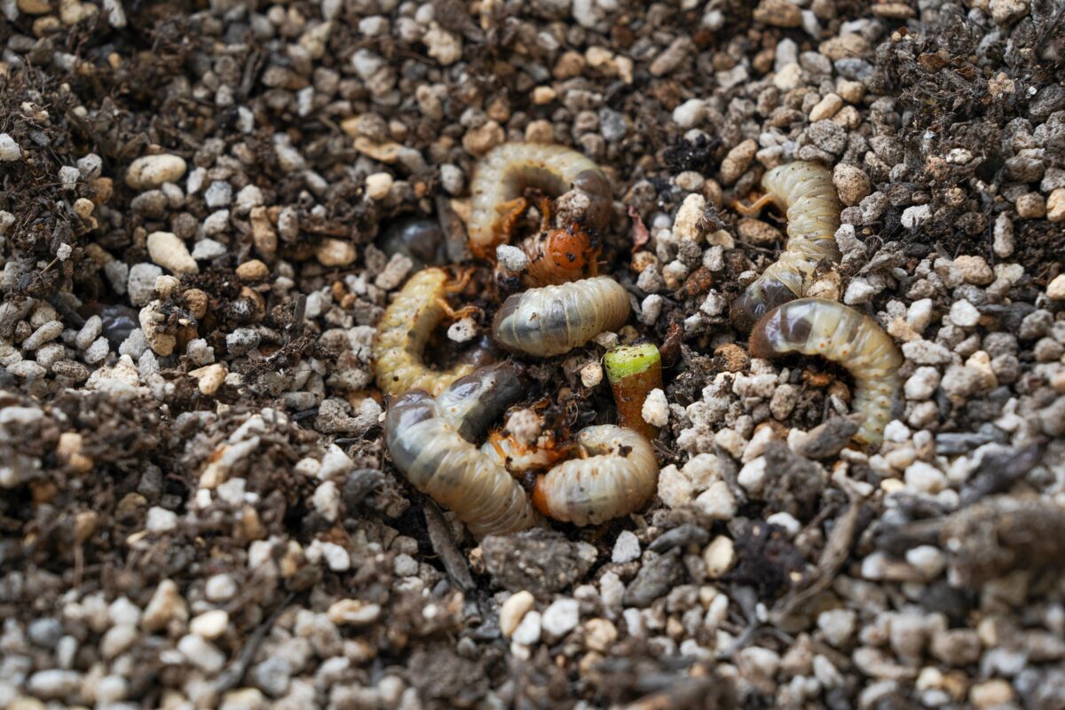 zlatohlávok larva