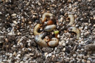 zlatohlávok larva