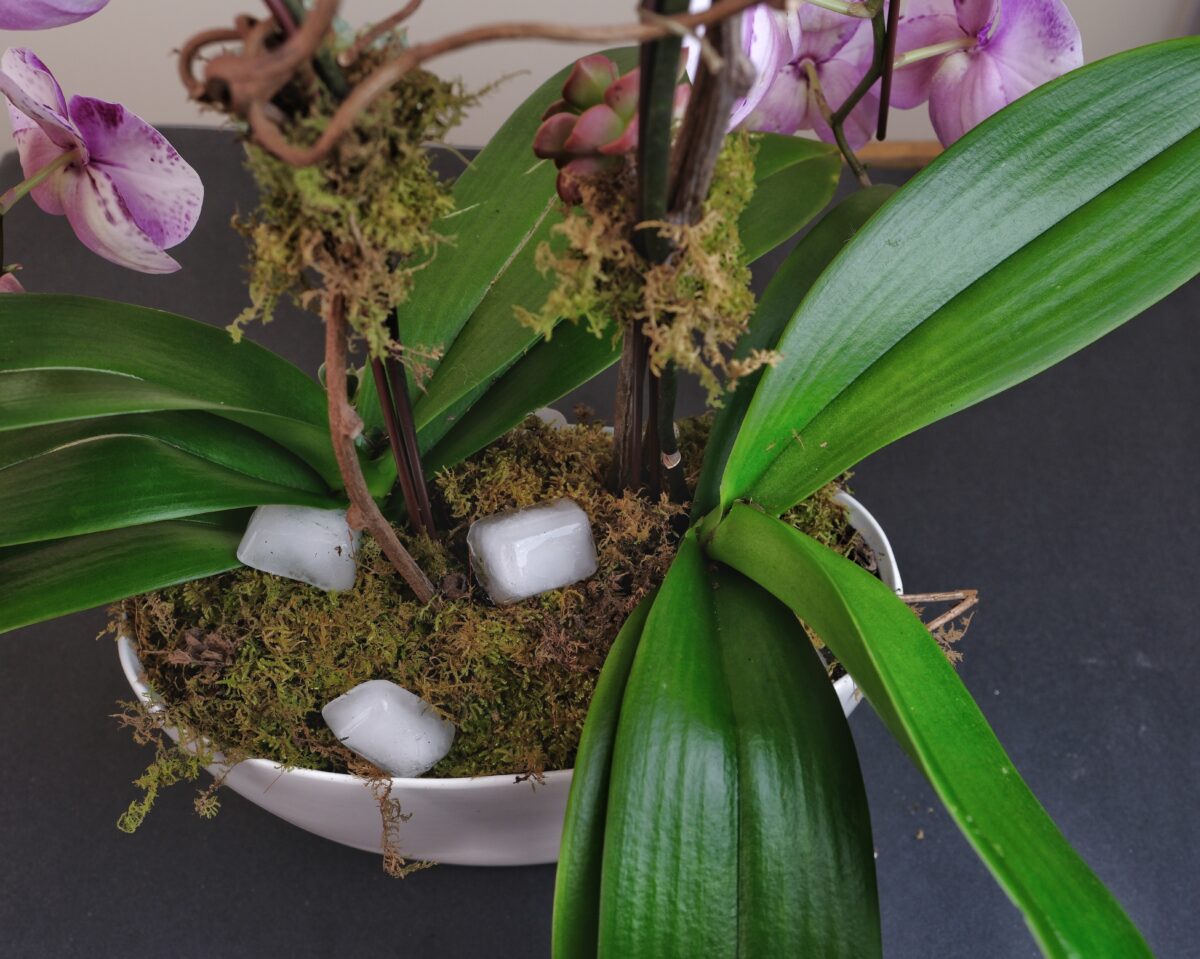 ľad orchidea