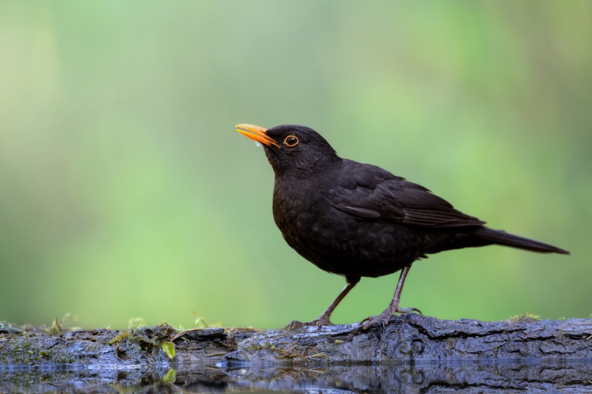 Turdus merula