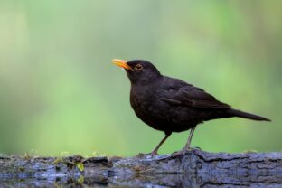 Turdus merula