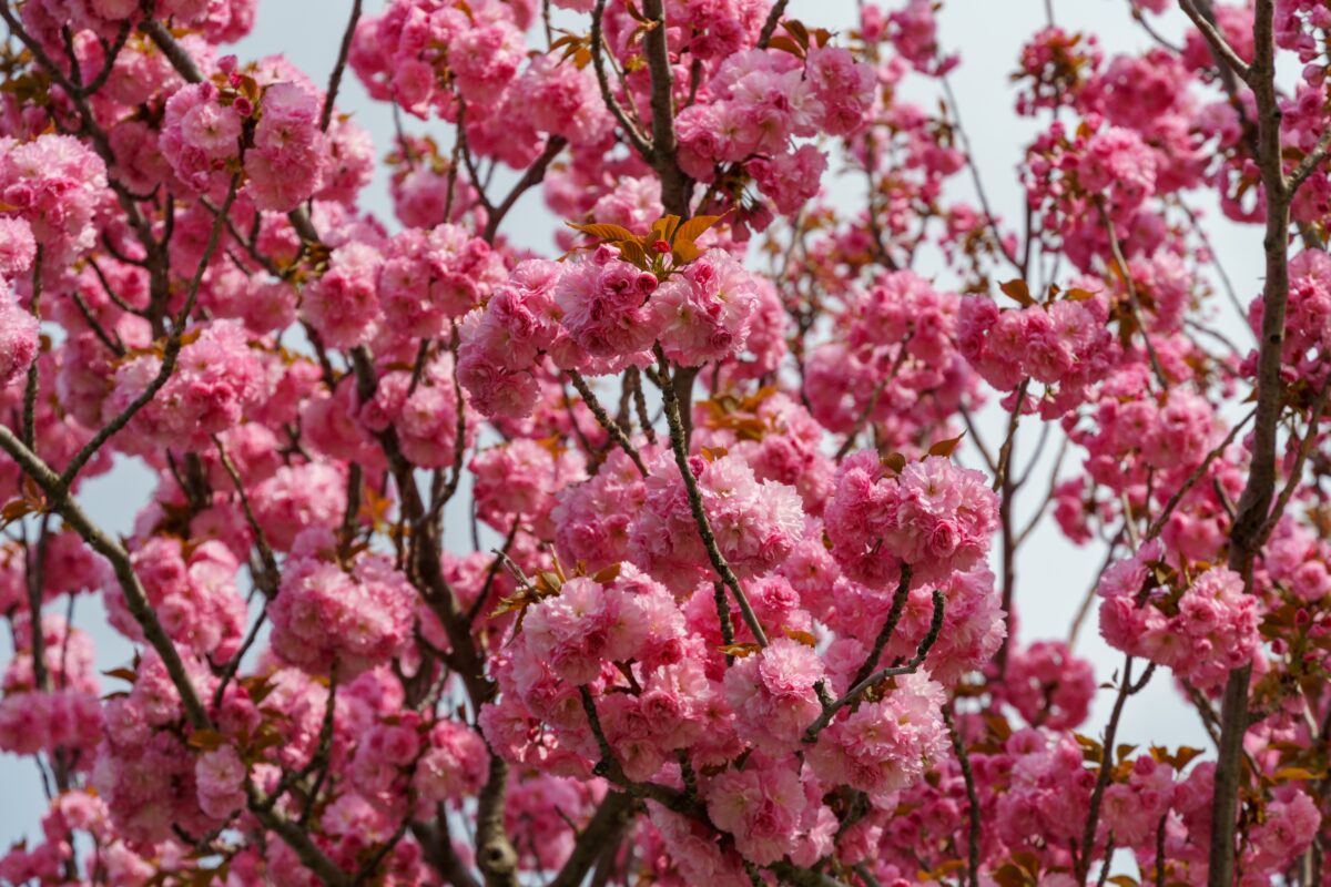 sakura