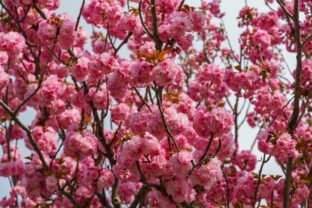 sakura