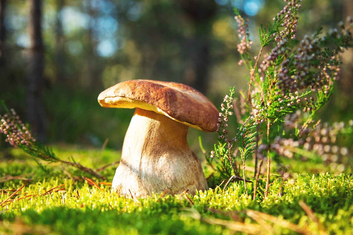 Boletus edulis