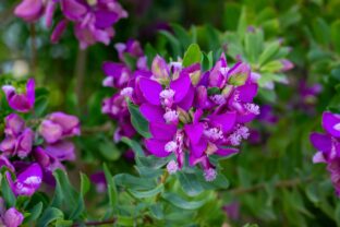 Polygala nádherná