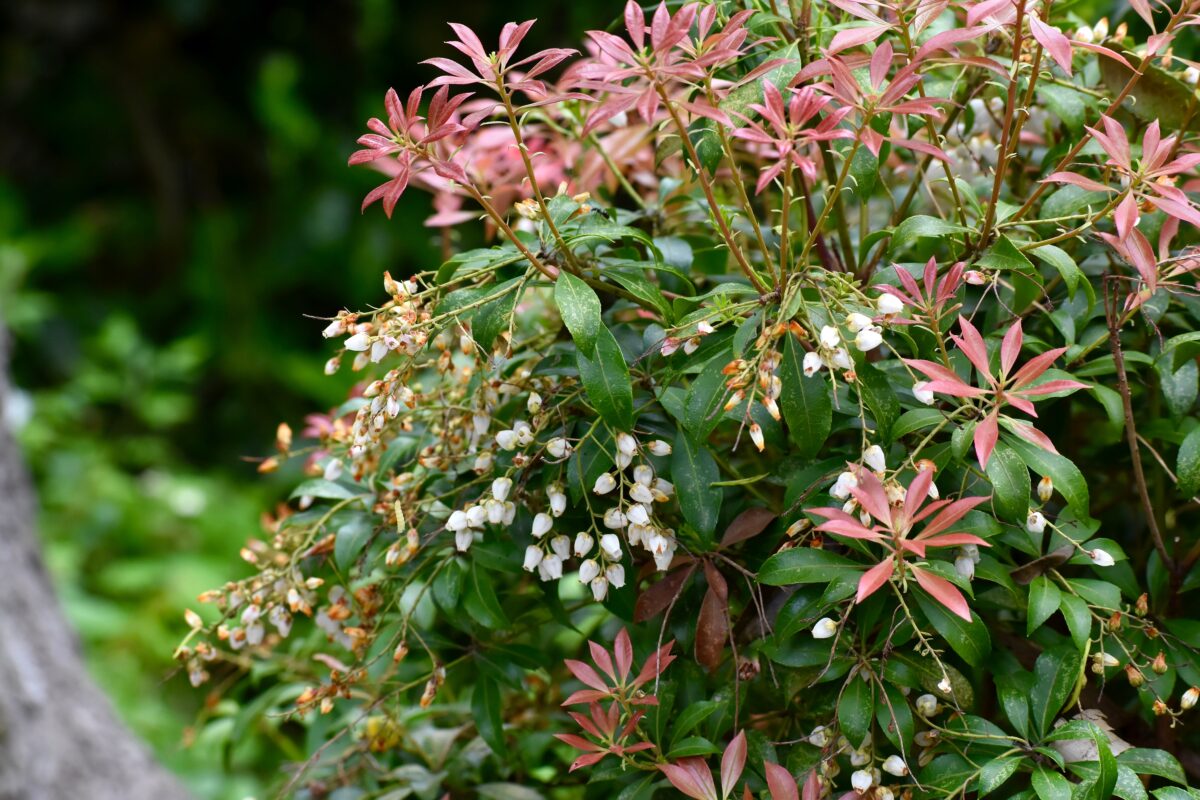 Pieris japonica