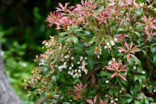 Pieris japonica
