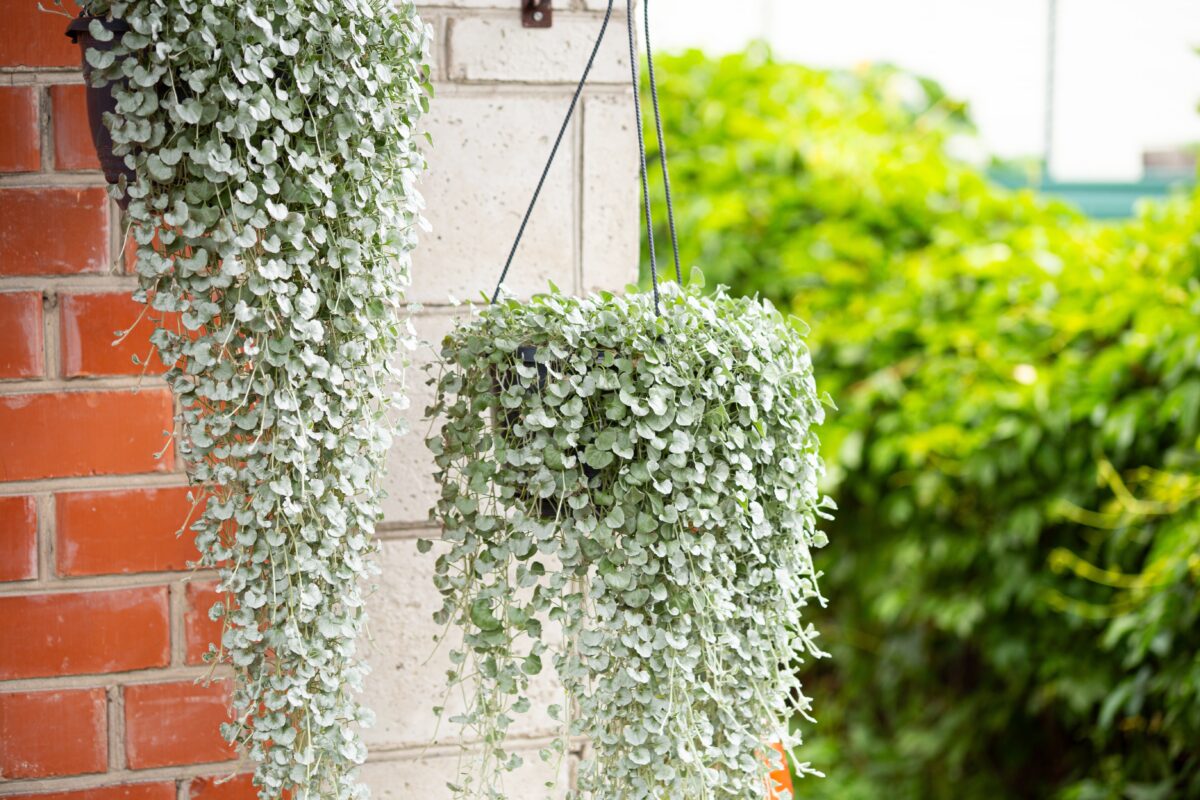 Dichondra